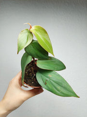 Philodendron Burle Marx Fantasy