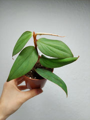 Philodendron Burle Marx Fantasy