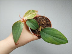 Philodendron Burle Marx Fantasy Pink Variegata