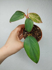 Philodendron Burle Marx Fantasy Pink Variegata