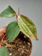 Philodendron Burle Marx Fantasy Pink Variegata