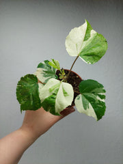 Hibiscus Variegata