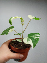 Hibiscus Variegata