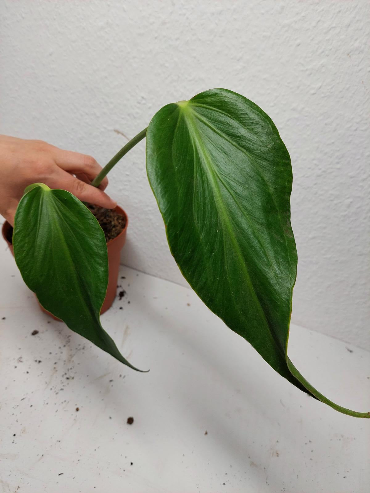 Monstera Burle Marx Flame Stecklinge