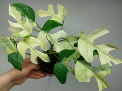 Raphidophora Tetrasperma Mint Variegata