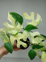 Raphidophora Tetrasperma Mint Variegata