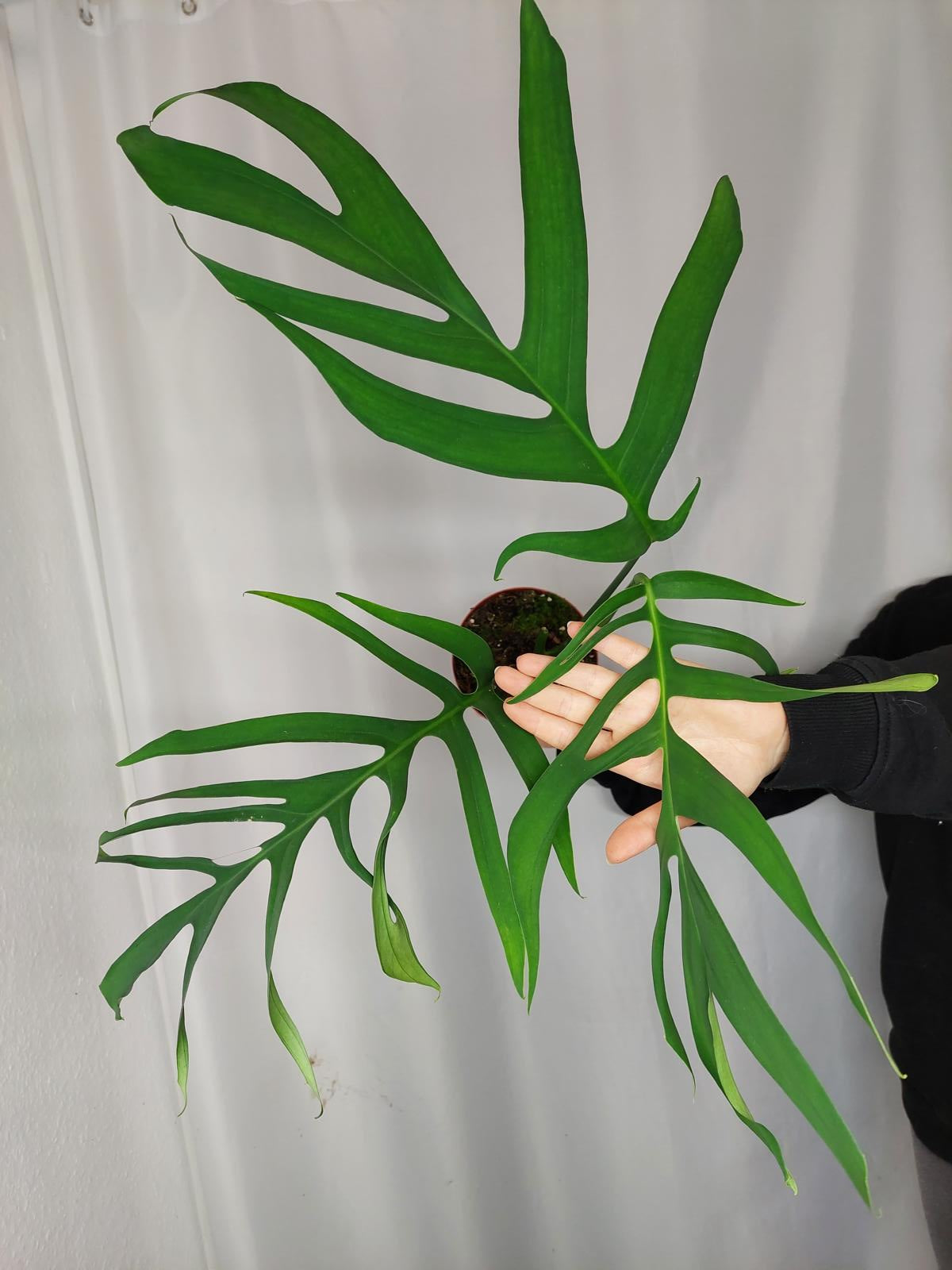 Monstera Croatii