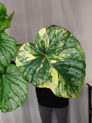 Philodendron Mamei Variegata vergrünt