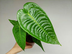 Anthurium Veitchii Narrow