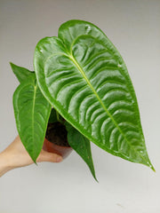 Anthurium Veitchii Narrow