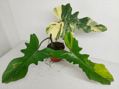 Philodendron Florida Beauty x Mayoi Variegata