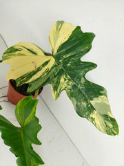 Philodendron Florida Beauty x Mayoi Variegata