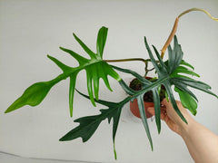 Philodendron Florida Beauty x Tortum