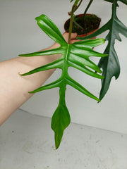 Philodendron Florida Beauty x Tortum