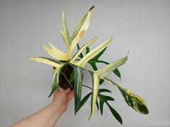 Philodendron Polypodiodes Variegata