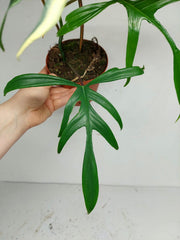 Philodendron Polypodiodes Variegata
