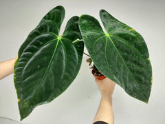 Anthurium Papillilaminum x Dressleri