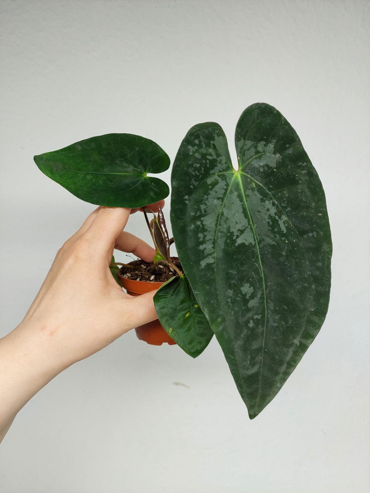 Anthurium Papillilaminum x Dressleri