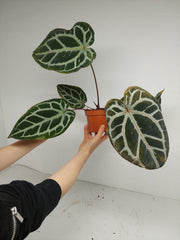 Anthurium Zara x Michelle X Red Crystallinum Hybrid