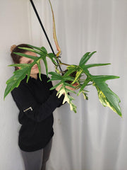 Philodendron Florida Beauty x Tortum Variegata