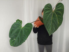 Anthurium Papillilaminum x Besseae aff.