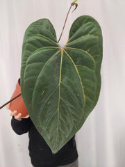 Anthurium Papillilaminum x Besseae aff.