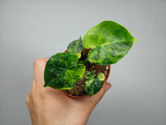 Alocasia Frydek Round Aurea (zum aussuchen)