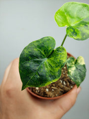 Alocasia Frydek Round Aurea (zum aussuchen)