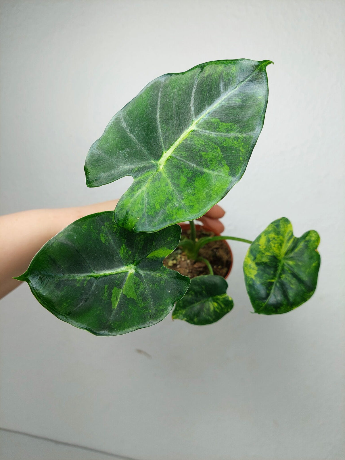 Alocasia Frydek Round Aurea (zum aussuchen)