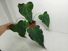 Anthurium Delta Force