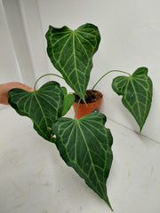 Anthurium Delta Force