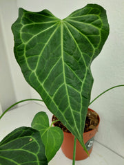 Anthurium Delta Force