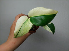 Monstera Jungle Mint