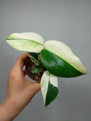 Monstera Jungle Mint