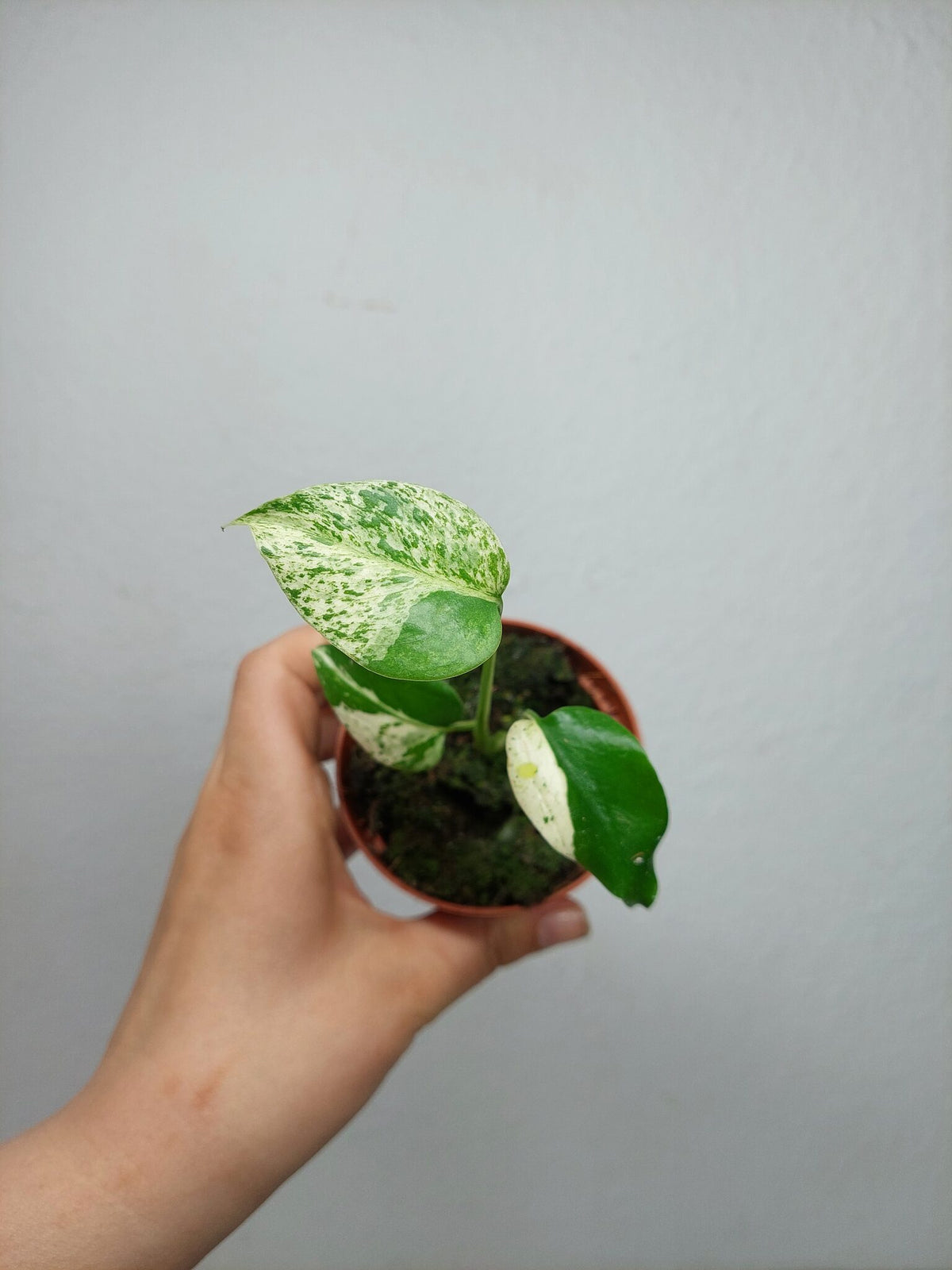Monstera Jungle Mint