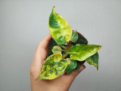Philodendron Billietiae Variegata