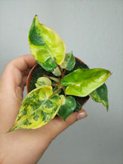 Philodendron Billietiae Variegata