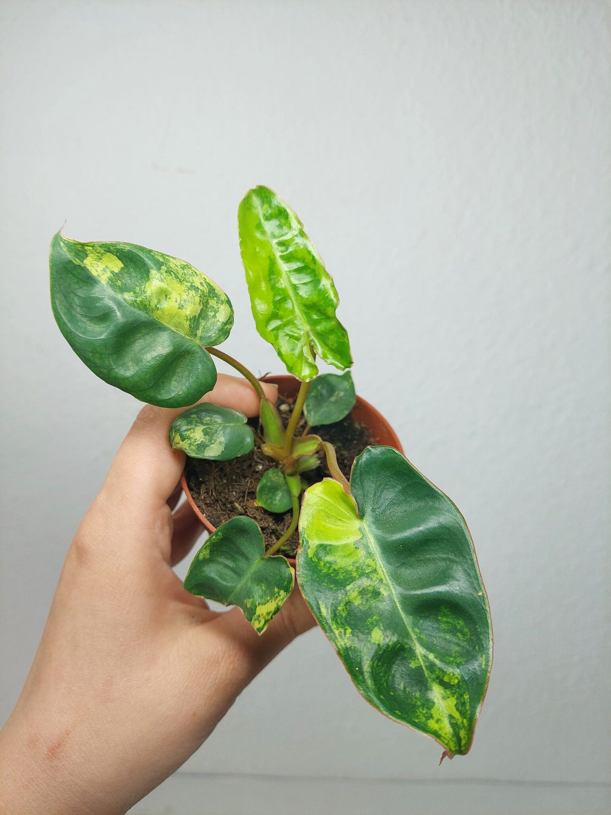 Philodendron Billietiae Variegata (zum aussuchen)