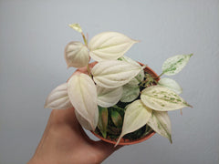Philodendron Micans Pink Marble Variegata