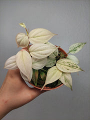 Philodendron Micans Pink Marble Variegata
