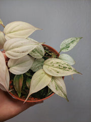 Philodendron Micans Pink Marble Variegata