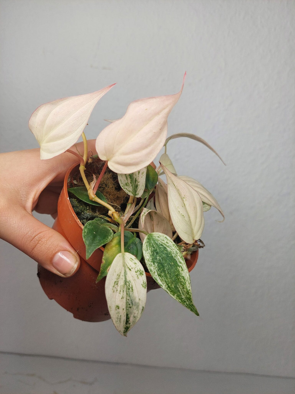 Philodendron Micans Pink Marble Variegata