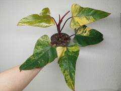 Philodendron Strawberry Shake
