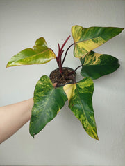 Philodendron Strawberry Shake