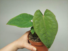 Anthurium Papillilaminum x Dressleri