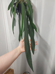 Anthurium Vittarifolium groß