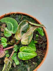 Anthurium Zara x Michelle X Red Crystallinum Variegata