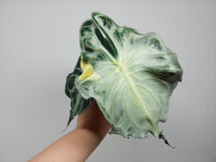 Alocasia Venom Aurea