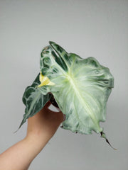 Alocasia Venom Aurea