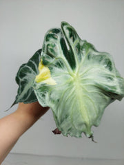Alocasia Venom Aurea